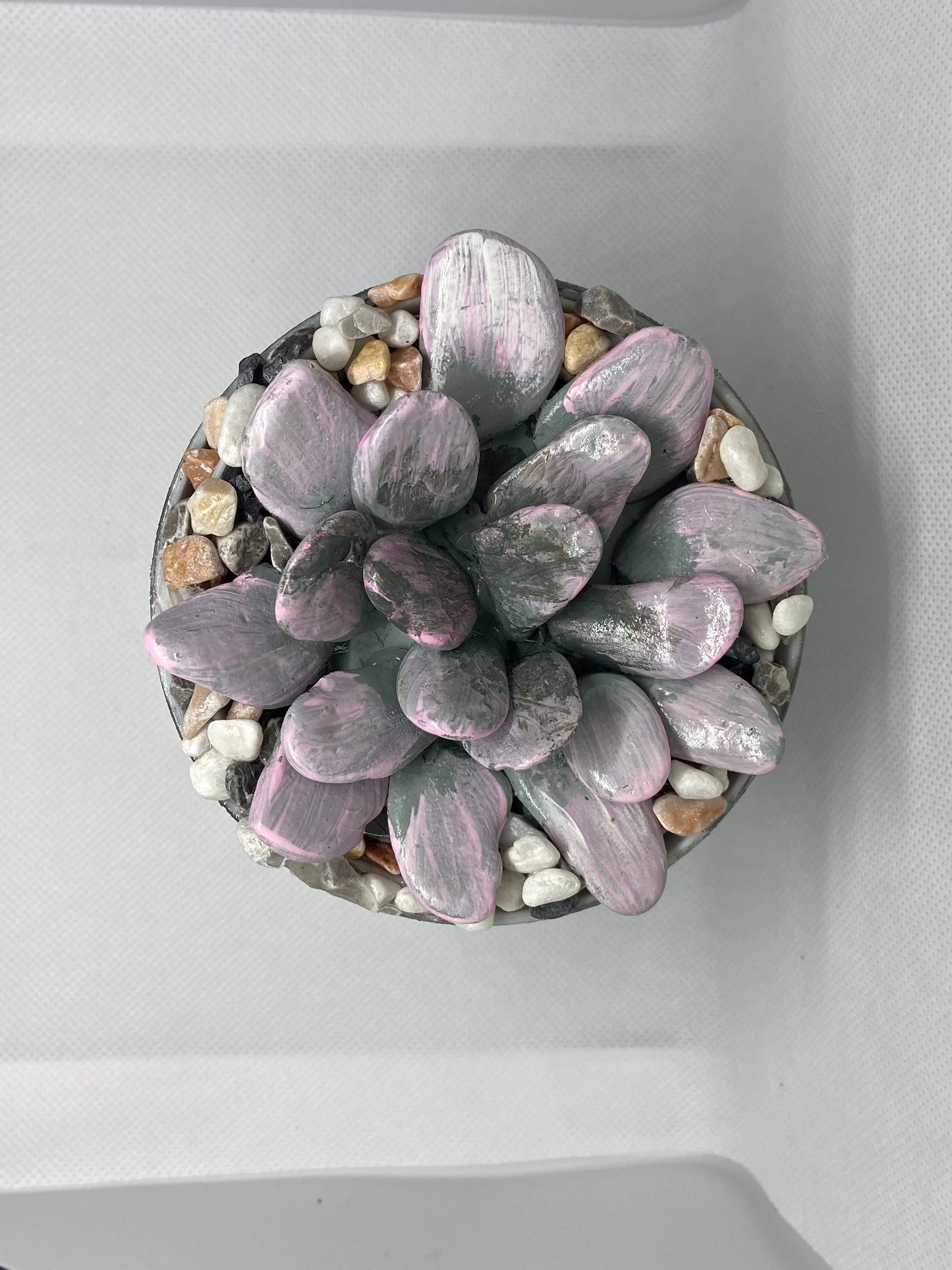 Cactus Flower in Grey Pot